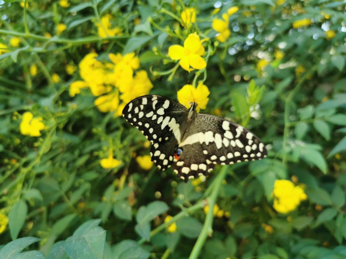 The Yellow Butterfly Vereeniging Exterior foto